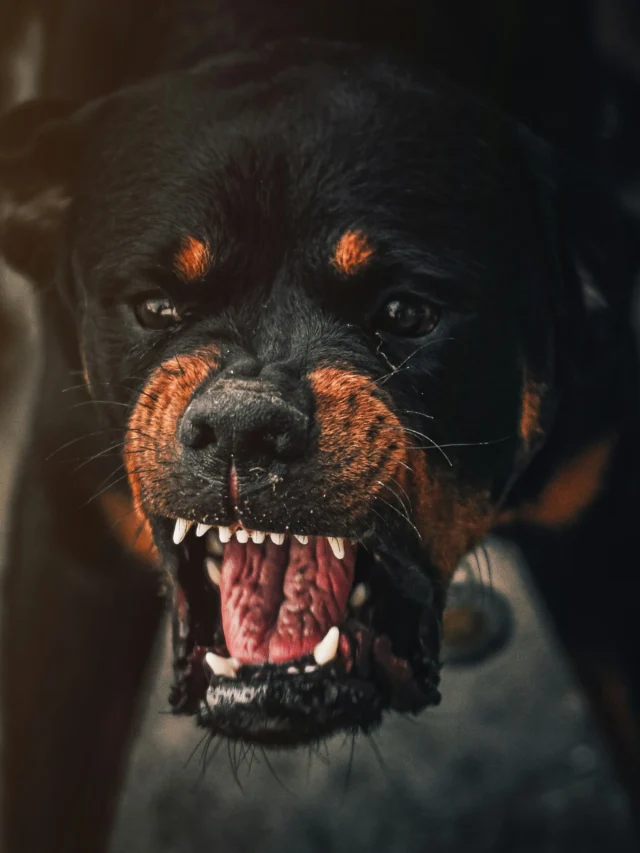 Bandogge Bite Force 730 PSI – The Power Behind the Breed