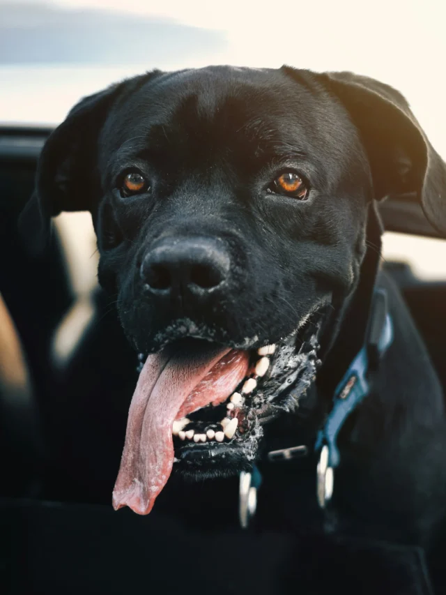 Top 10 Dogs That Need High Grooming