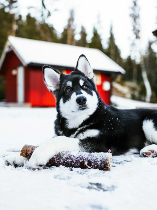 Winter Care Tips for Dogs | Keep Your Pet Safe & Warm ❄️